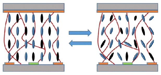 Нов вид затвори се изработват от специална боя, която променя поведението си според електромагнитното поле, и преминават от прозрачно състояние (ляво) към непрозрачно (дясно). Снимка: AIP