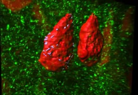 Симулация на миши мозък в рамките на проекта Blu Brain ще позволи да бъде изследвана по-добра работата на главния мозък на човека
