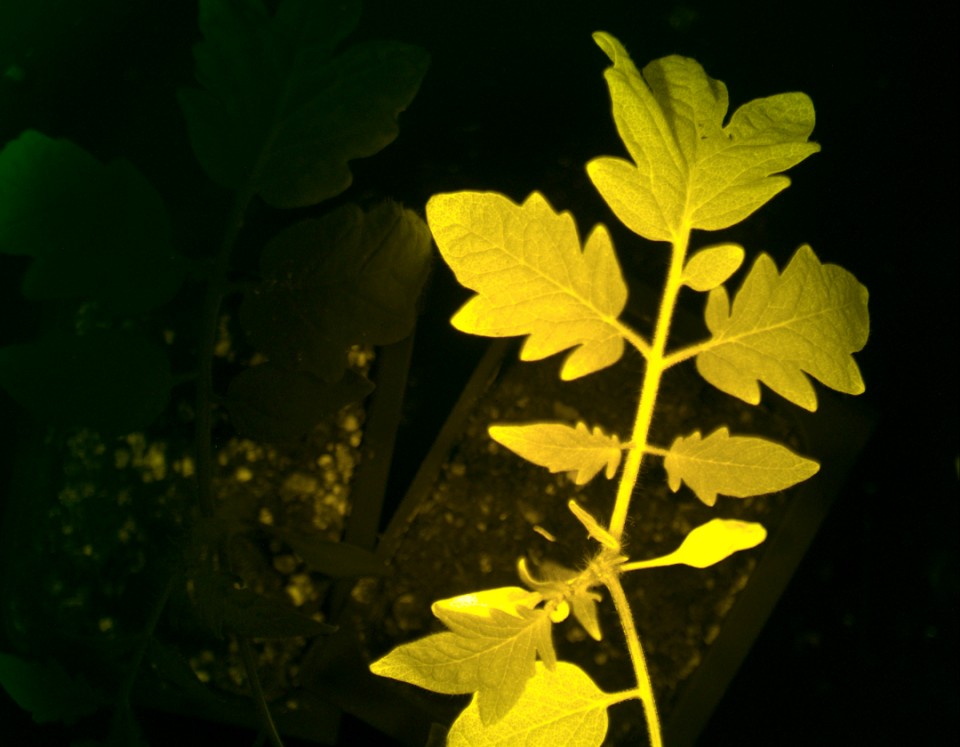 Растението InnerTomato флуоресцира в жълто когато се нуждае от помощ снимка