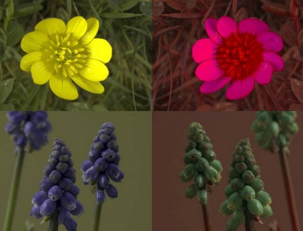 В лявата половина е показано как хората виждат даден цвят, а в дясната – как я виждат пчелите