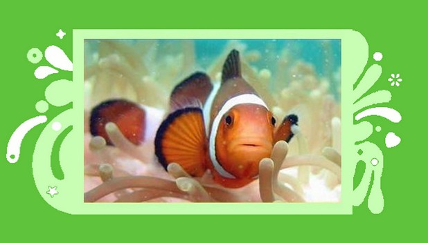 Clownfish е инструмент за всеки, който комуникира с чужденци и