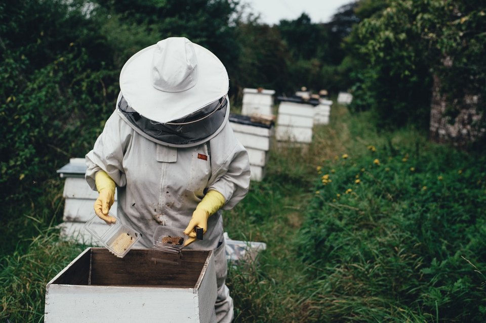 Сривът на пчелната популация е по стара пандемия от Covid 19 според