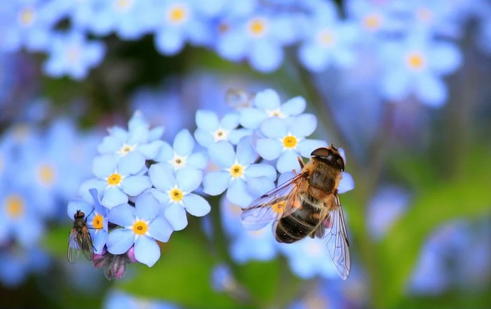 Пчели оси и други насекоми са изложени на риск от
