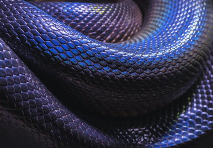 Корейски учени разработват батерия със свойства заимствани от змиите снимка CC0