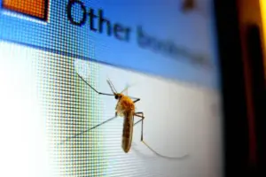 Пренасяните и предавани от кръвосмучещи комари болести са причина за