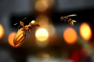 В поведението на пчелите учените виждат потенциал за създаване на