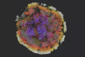 Биоробот направен от няколко модифицирани човешки белодробни клетки снимка Gumuskaya et