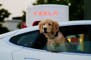 Илон Мъск въвежда нова услуга за да съживи позаглъхналия интерес